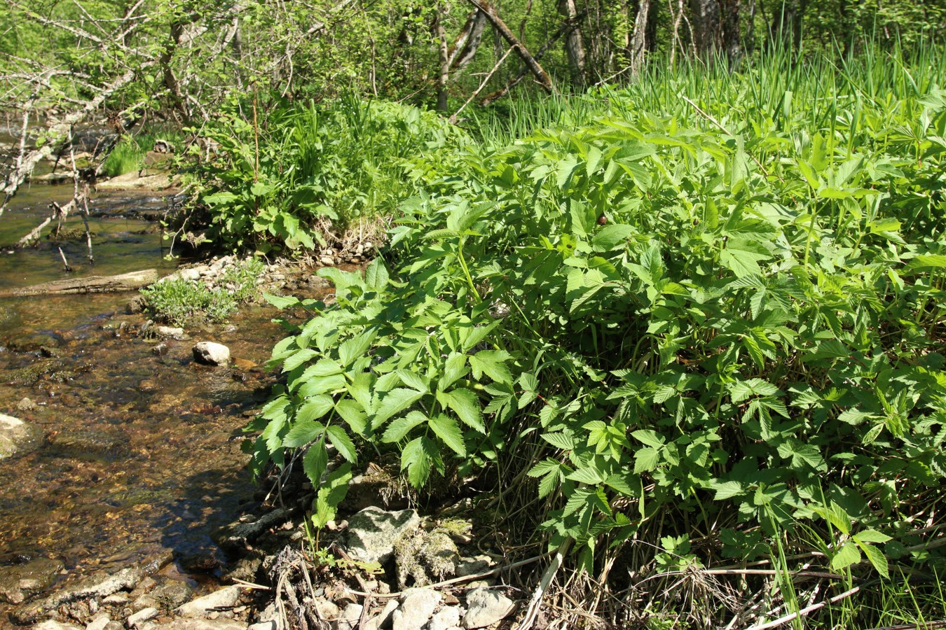 Изображение особи Archangelica officinalis.