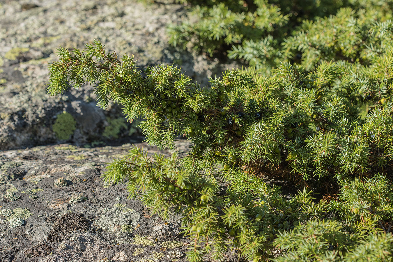 Изображение особи Juniperus communis.