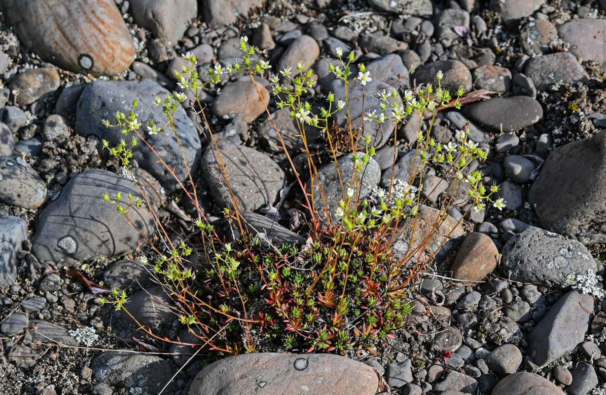 Изображение особи Saxifraga spinulosa.