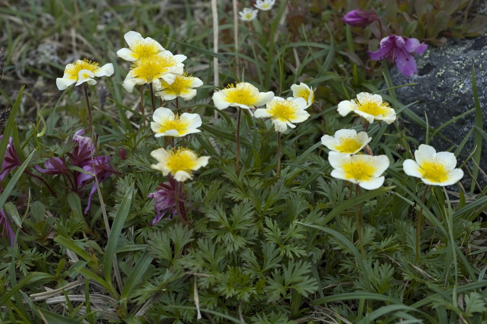 Image of Sieversia pusilla specimen.