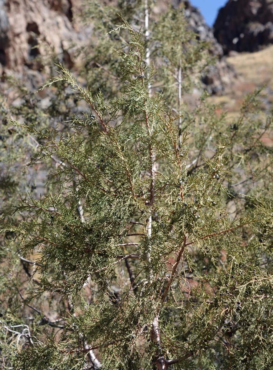 Изображение особи род Juniperus.