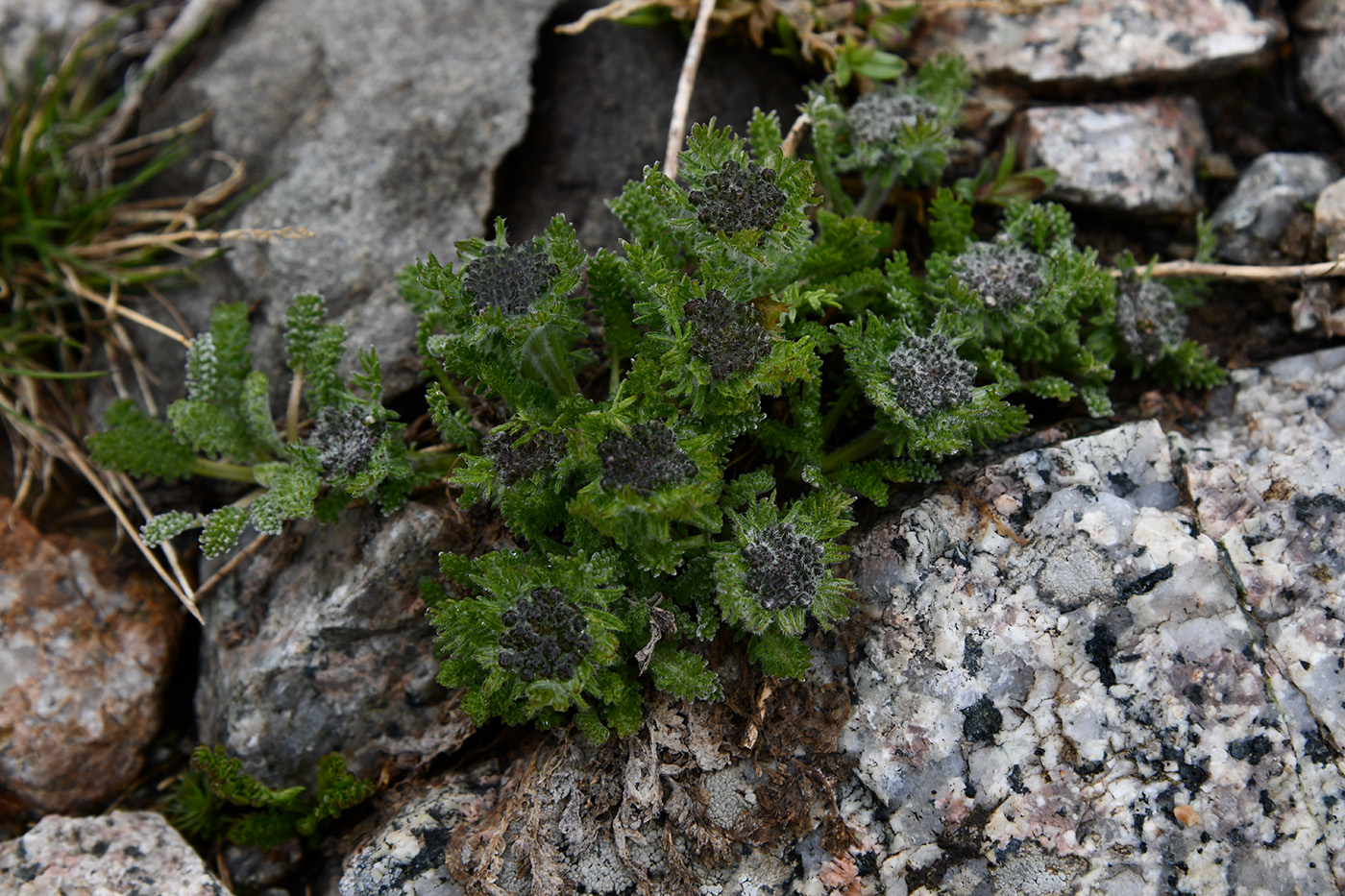 Image of Pastinacopsis glacialis specimen.