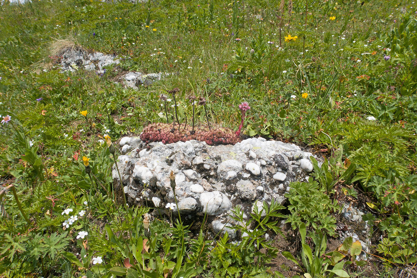 Image of Sempervivum pumilum specimen.