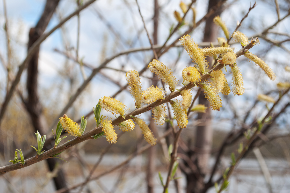 Image of genus Salix specimen.