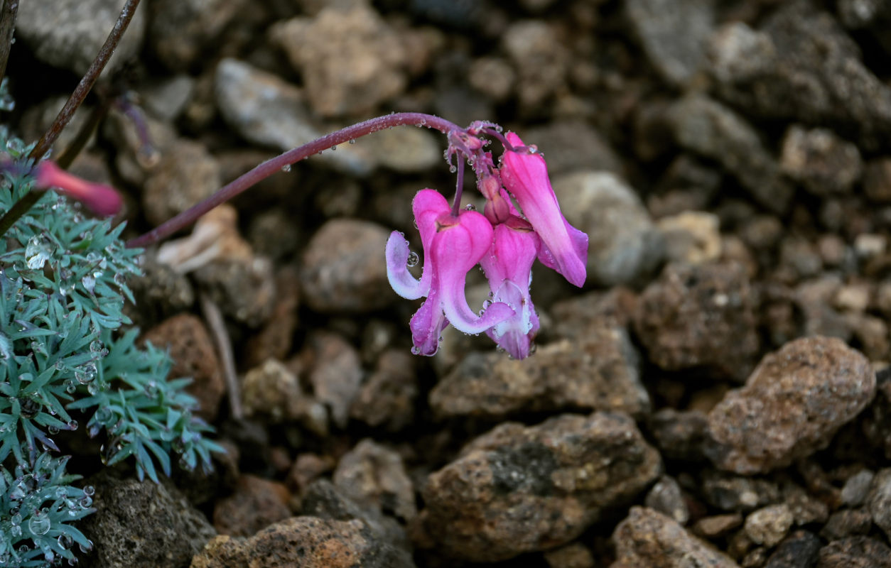 Image of Dicentra peregrina specimen.