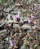 Lamium amplexicaule