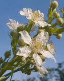 Rubus lloydianus