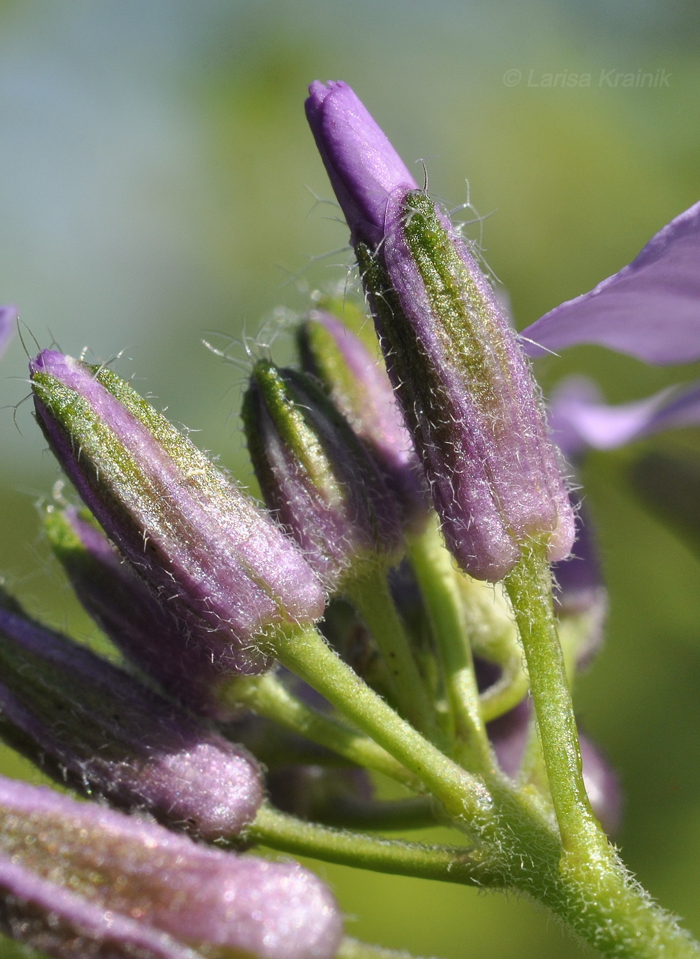 Image of genus Hesperis specimen.