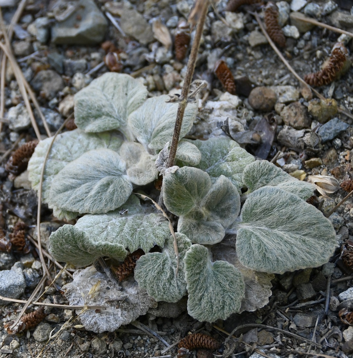 Image of Salvia veneris specimen.