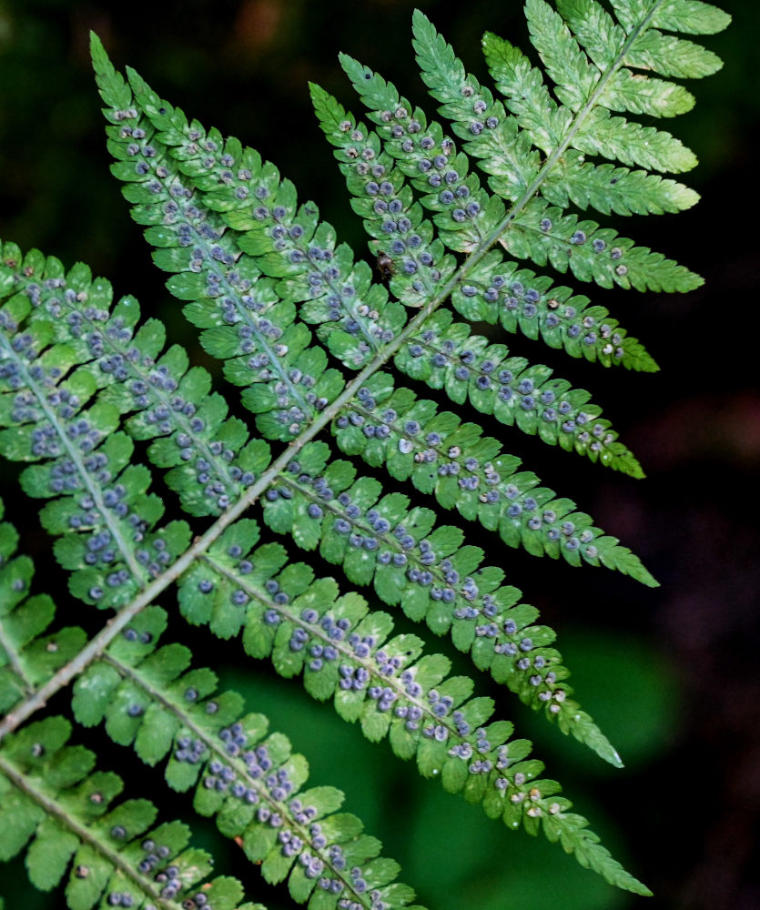 Image of Dryopteris filix-mas specimen.