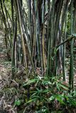 Phyllostachys pubescens. Нижние части побегов и молодые побеги. Китай, Гуанси-Чжуанский автономный р-н, окр. дер. Фэнлоу, бамбуковая роща. 02.06.2024.