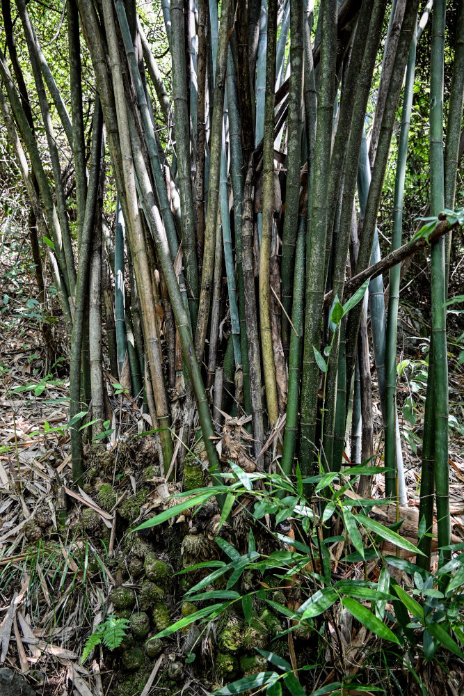 Изображение особи Phyllostachys pubescens.