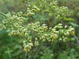 Thalictrum amurense. Зацветающее пазушное соцветие. Хабаровский край, окр. г. Комсомольск-на-Амуре, у тропинки, рядом с Sorbaria sorbifolia. 21.07.2024.