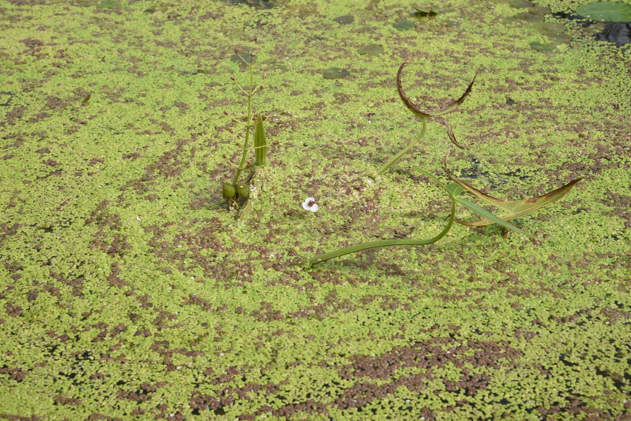 Image of Sagittaria sagittifolia specimen.