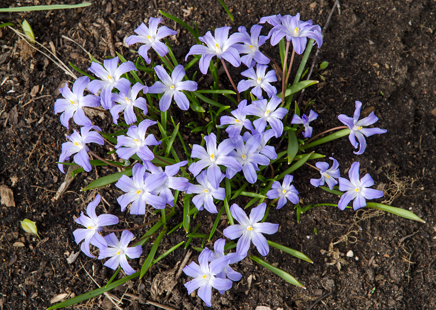 Изображение особи Chionodoxa luciliae.