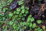 Maianthemum dilatatum