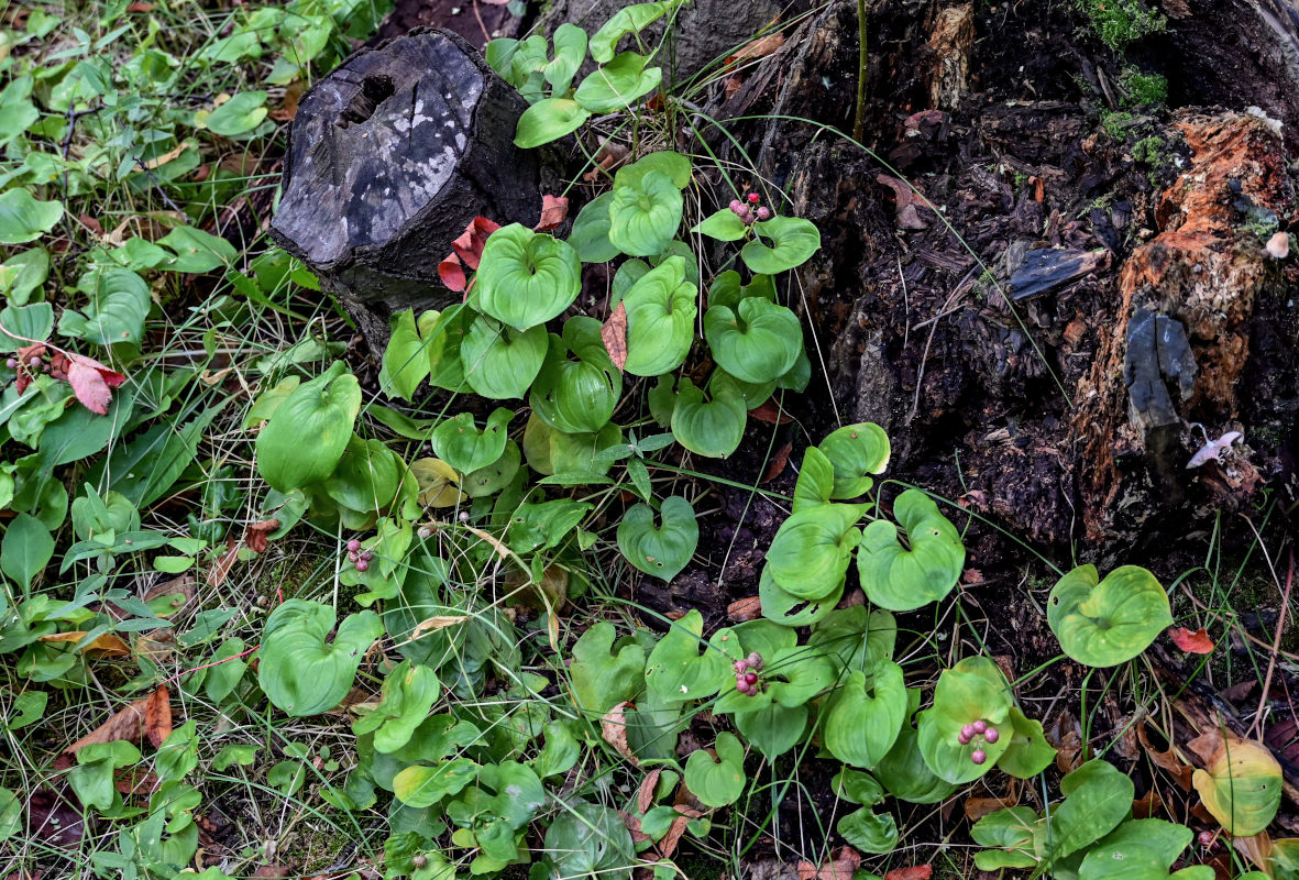 Image of Maianthemum dilatatum specimen.