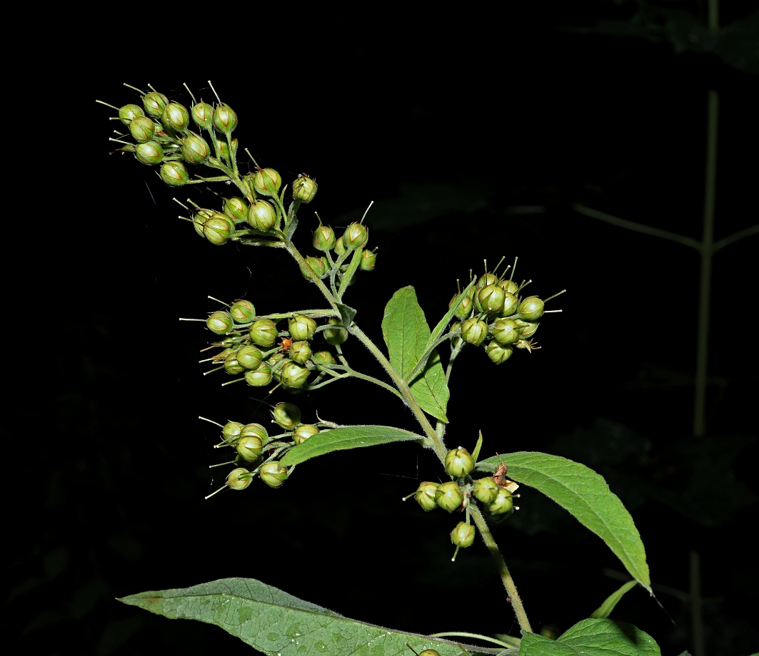 Image of Lysimachia vulgaris specimen.