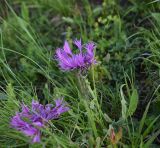 Centaurea willdenowii. Верхушка цветущего растения. Чечня, Шаройский р-н, окр. пер. Цумандинский, южный борт перевала, выс. ок. 2400 м н.у.м., луг. 24 июня 2024 г.