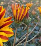 Gazania &times; hybrida