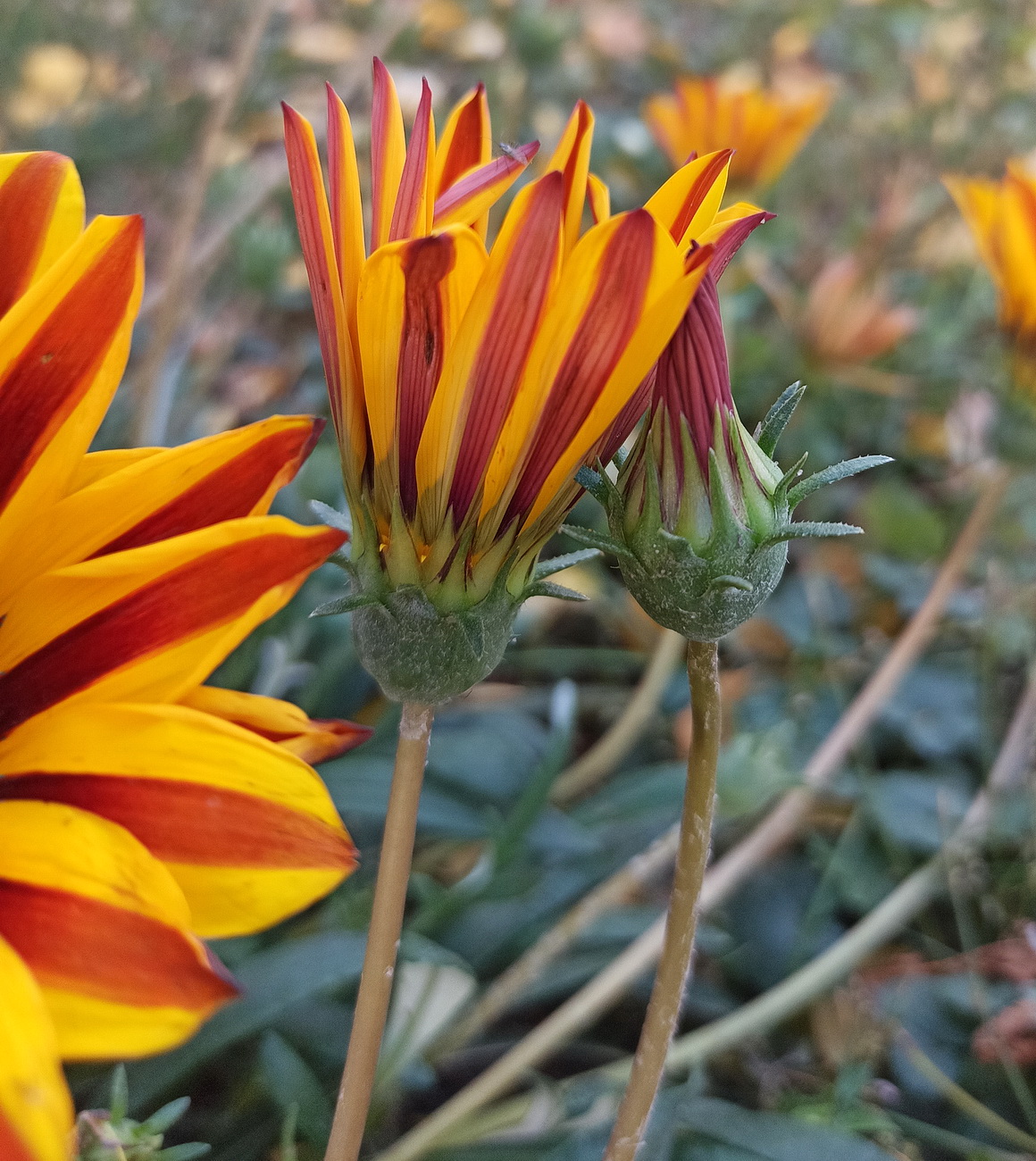 Image of Gazania &times; hybrida specimen.