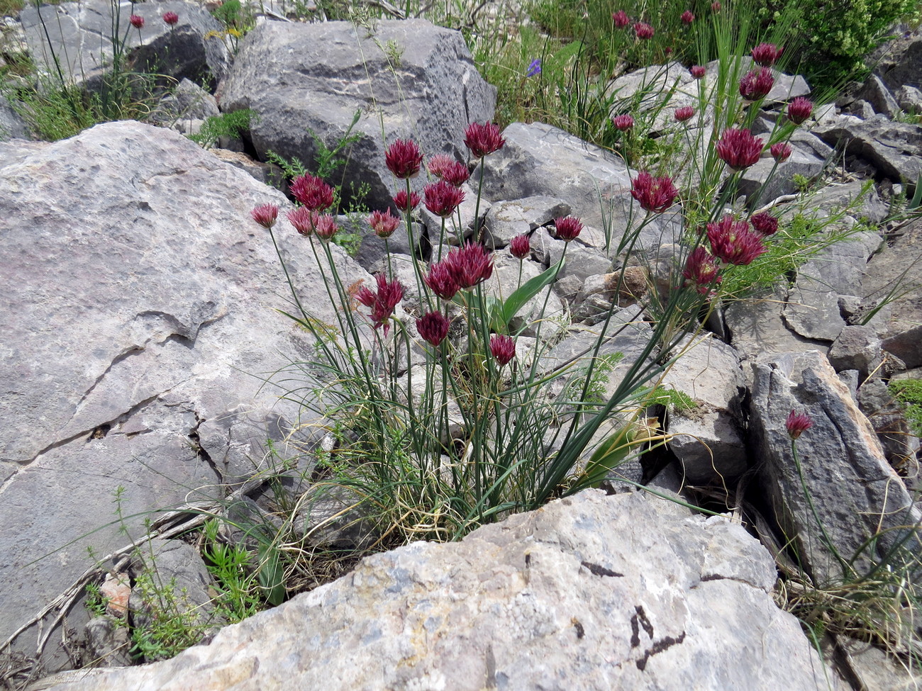 Image of Allium inconspicuum specimen.