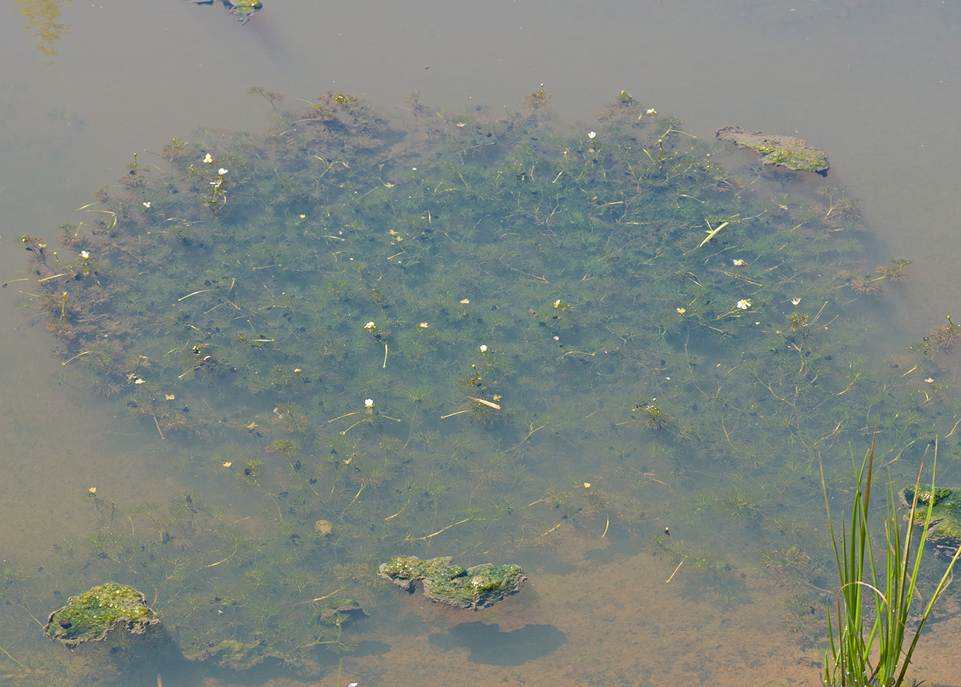 Image of Ranunculus trichophyllus specimen.