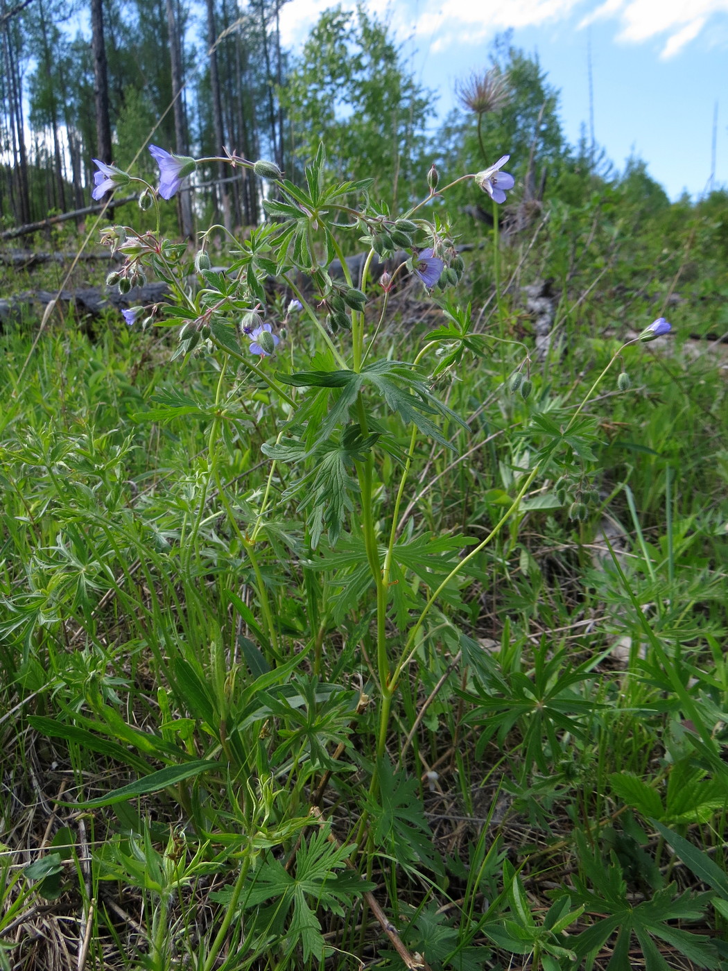 Изображение особи Geranium pseudosibiricum.