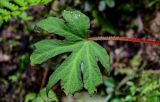 Begonia algaia