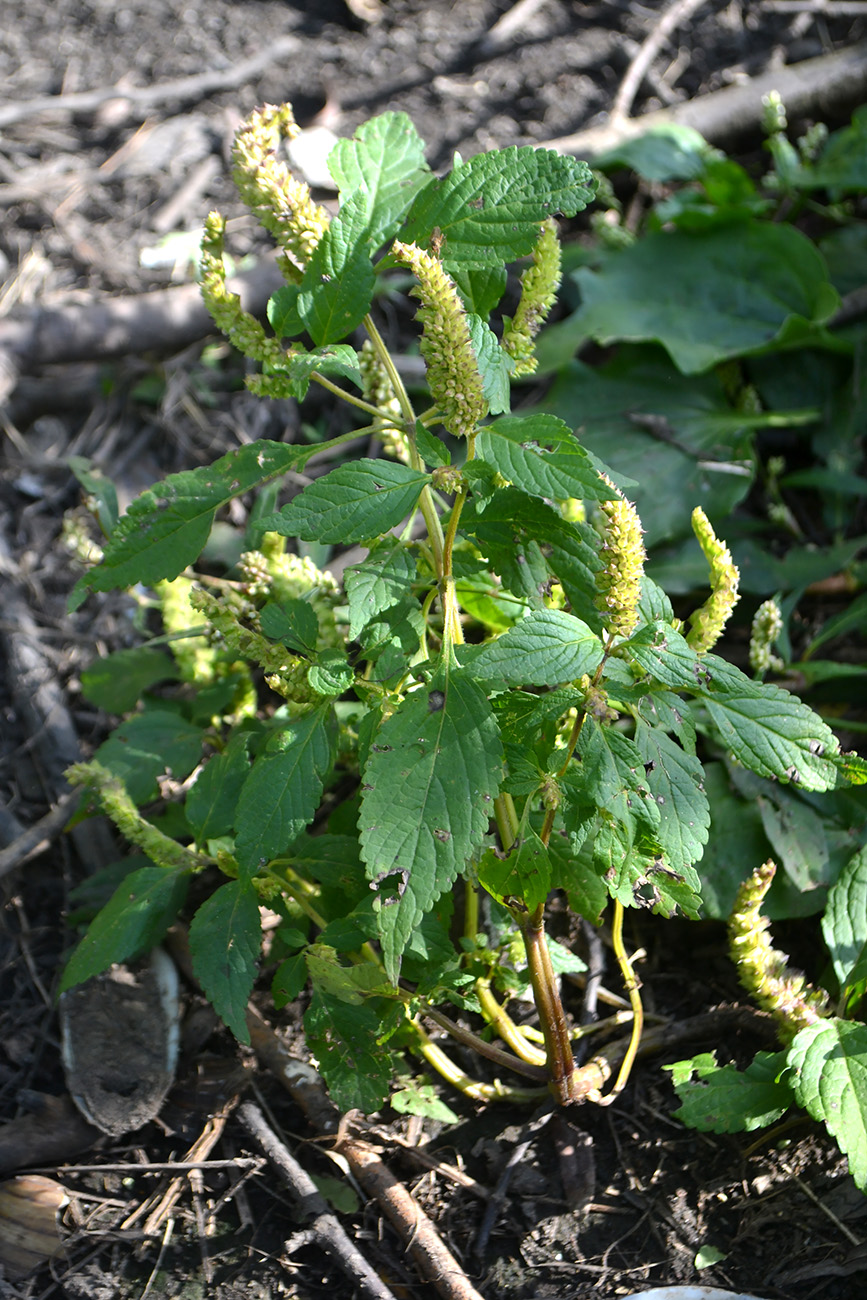 Изображение особи Elsholtzia ciliata.