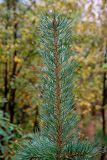 Pinus friesiana. Верхушка молодого растения в каплях дождя. Мурманск, окр. оз. Среднее, заболоченный участок леса. 15.09.2024.