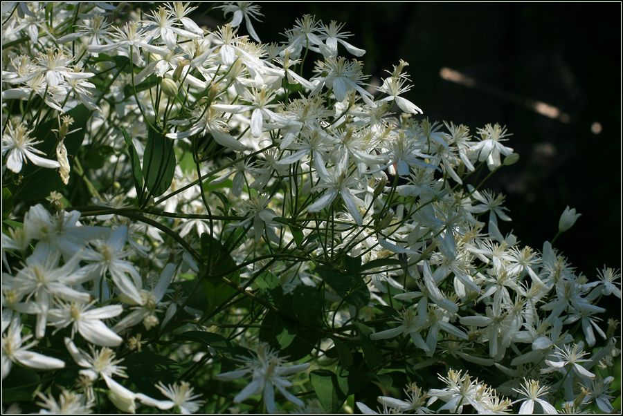 Изображение особи Clematis mandshurica.