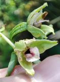 Epipactis helleborine
