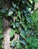 Hedera colchica