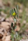 View full-size image Melilotoides brachycarpa