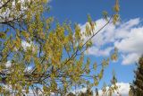 View full-size image Quercus rubra