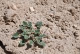 View full-size image Erodium oxyrhynchum