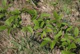 View full-size image Rubus idaeus