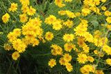 View full-size image Anthemis tinctoria