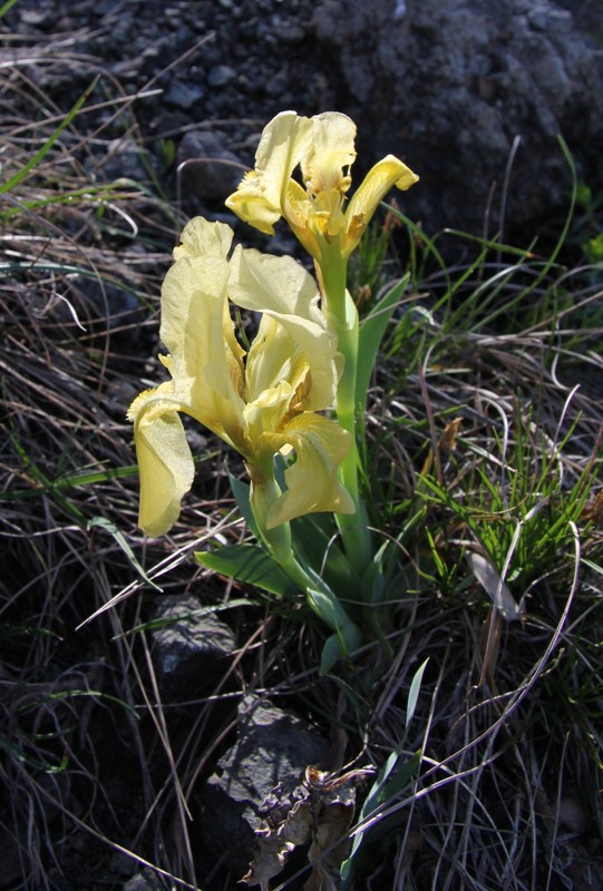 Изображение особи Iris lutescens.