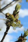 View full-size image Fraxinus pennsylvanica