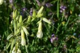 View full-size image genus Onosma