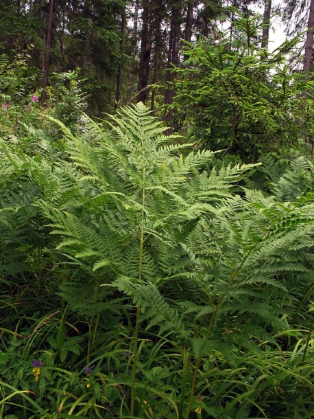 Image of Pteridium pinetorum specimen.