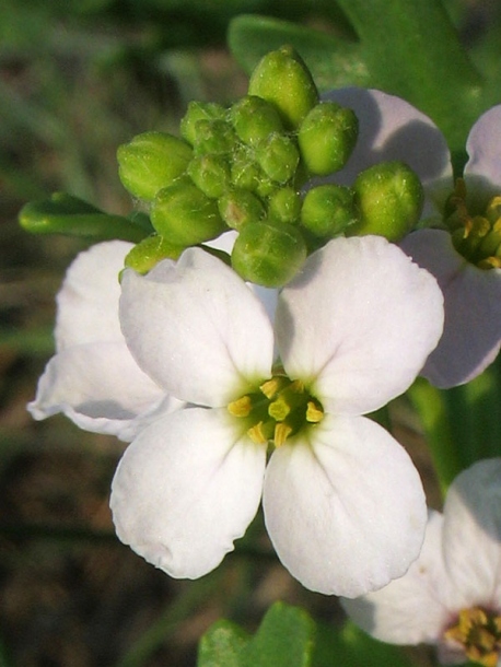 Image of Cakile maritima specimen.