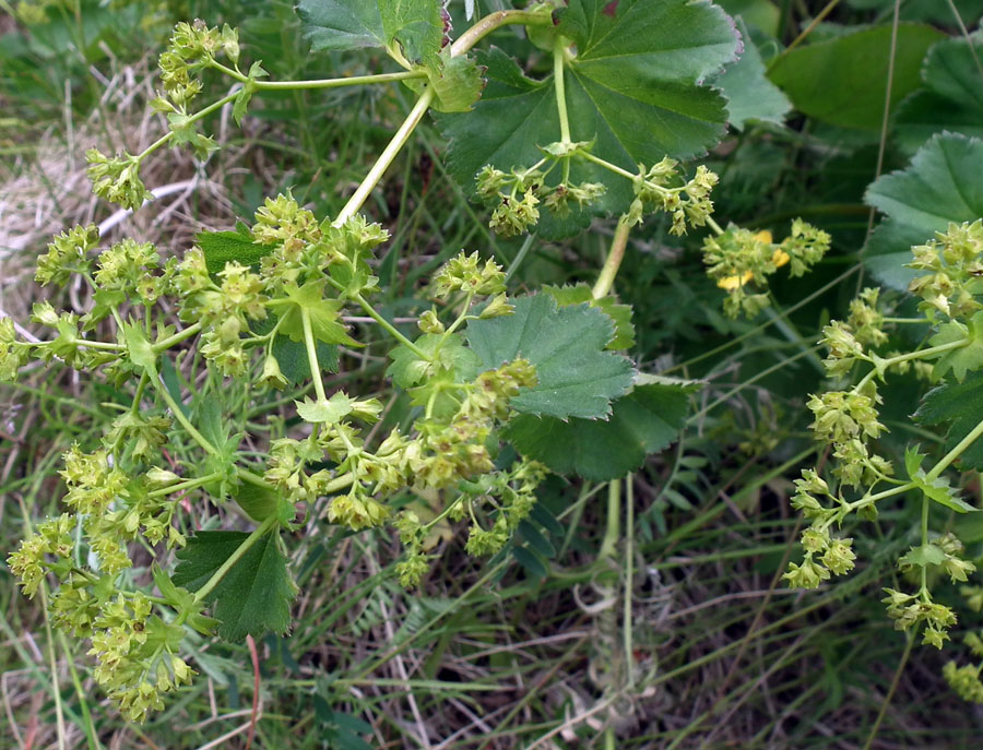 Изображение особи род Alchemilla.