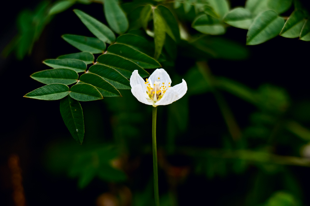 Изображение особи Parnassia palustris.