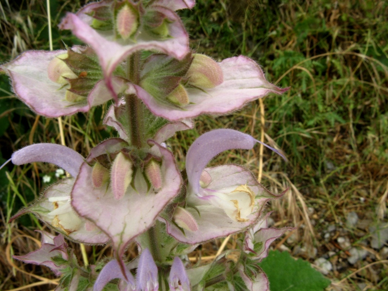 Изображение особи Salvia sclarea.