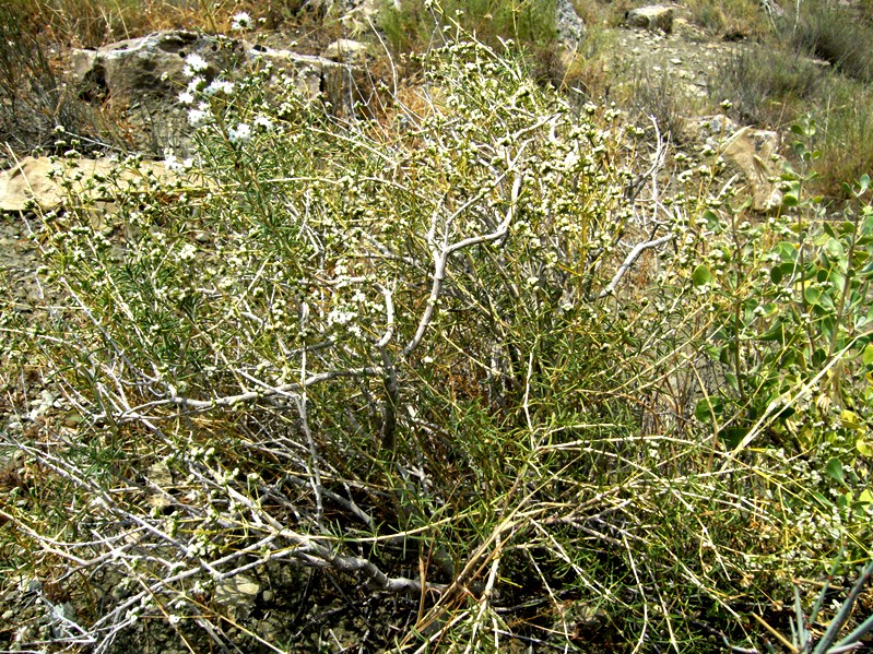 Image of Acanthophyllum mucronatum specimen.