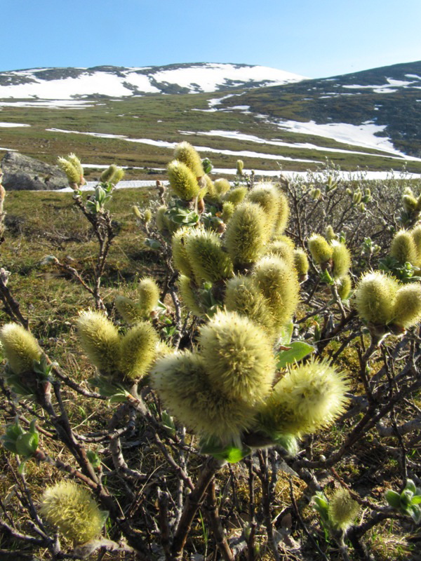 Image of Salix lanata specimen.