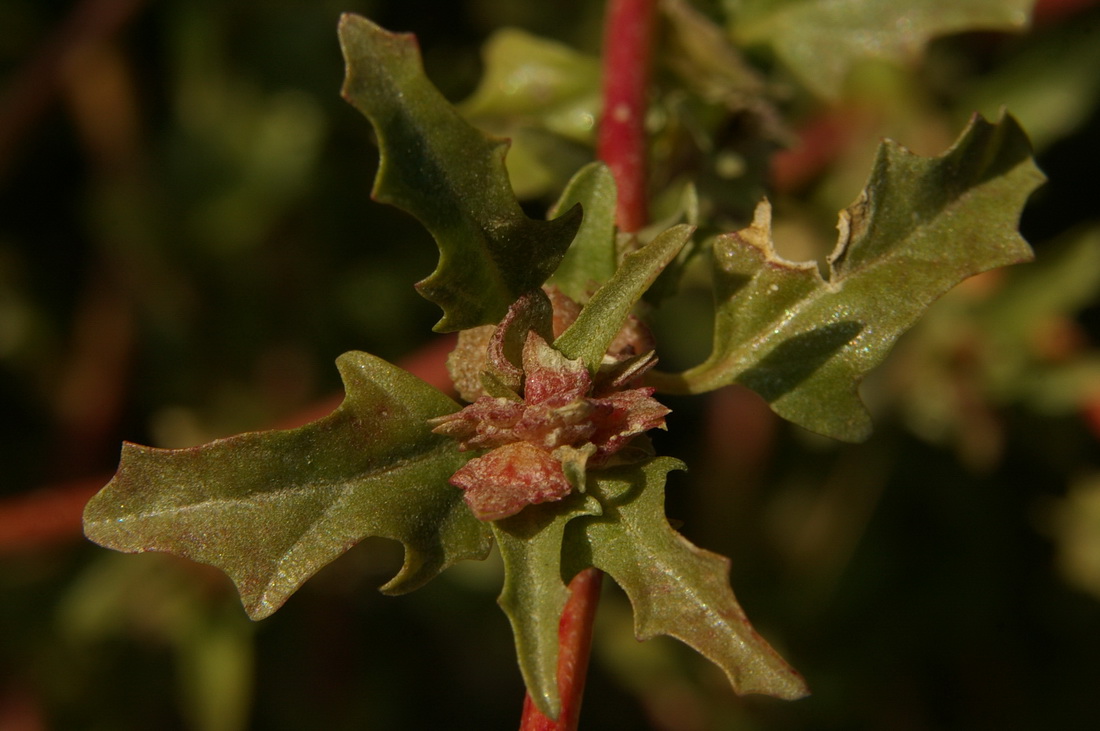 Изображение особи Atriplex tatarica.